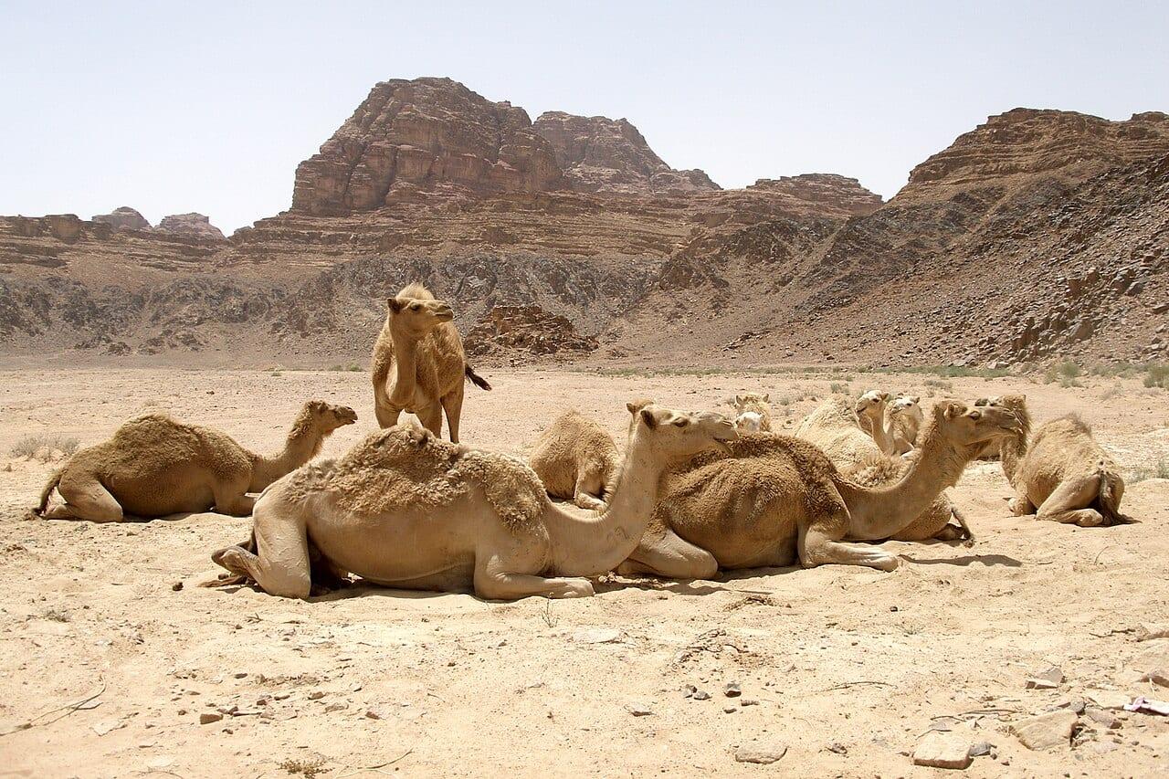 Camping in Wadi Rum: Camps, Jeep Tours, Zarb and Stargazing