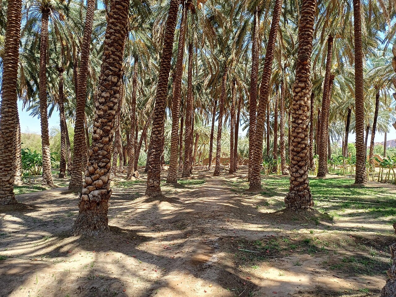 Rows of date palms shading the AlUla oasis