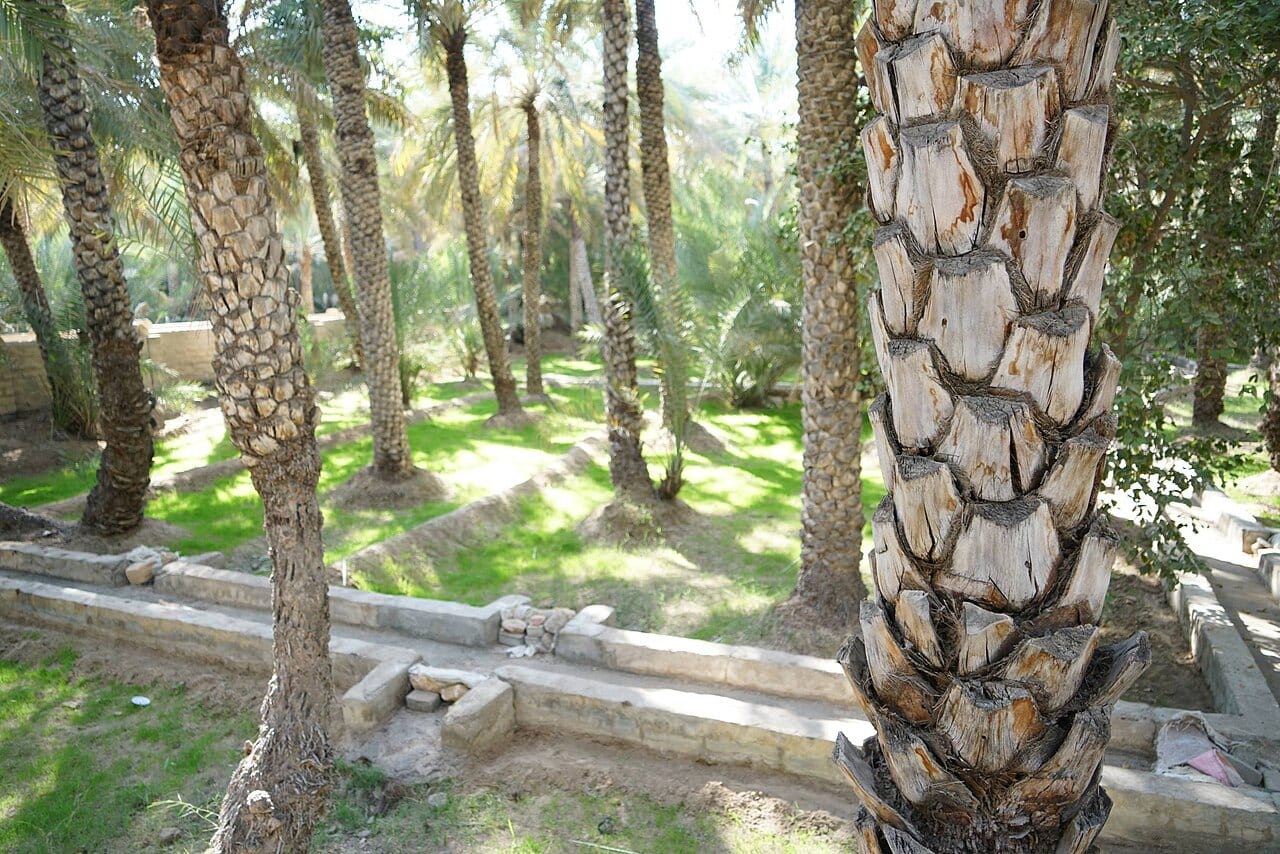 نخيل التمر وقناة فلج للري في واحة العين